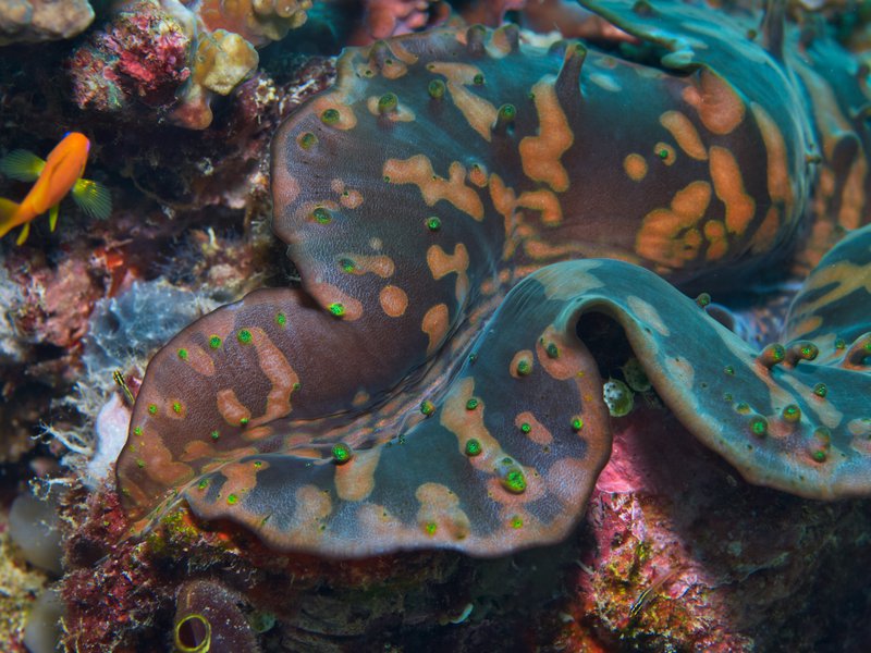 Giant Clam, Rubiah Sea Garden
